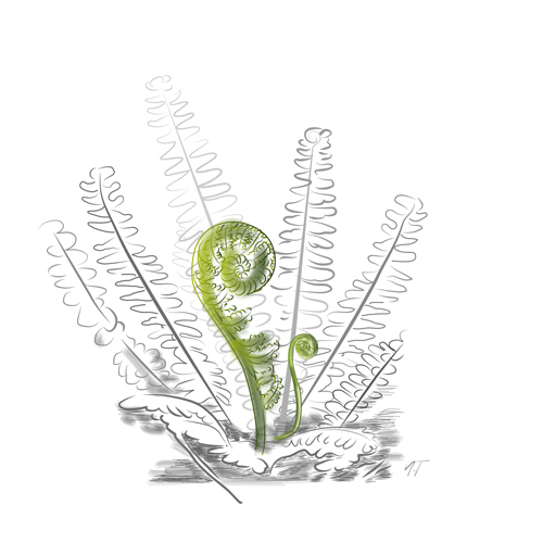 illustration botanique