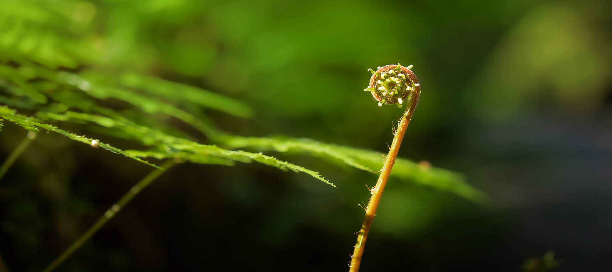 Nature-Morvan